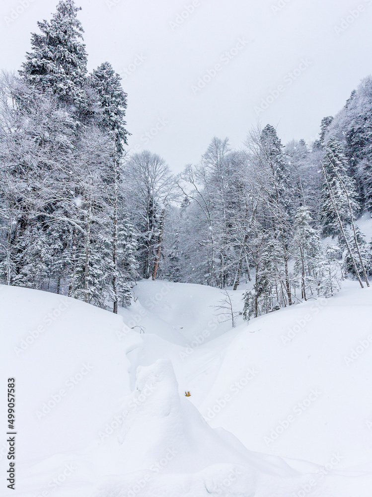 Winter mountain forest, snow-covered trees, panoramic views on the edge of the cliff, snow caps on the branches of the forest. Winter mountain forest, snow-covered trees, panoramic views on the edge of the cliff, snow caps on the branches of the forest.