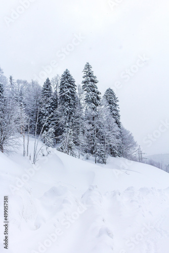 Winter mountain forest, snow-covered trees, panoramic views on the edge of the cliff, snow caps on the branches of the forest. © NAIL BATTALOV