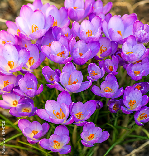 Purple crocus close up. spring flower background