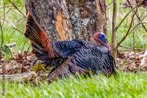 Mature Tom Turkey Strutting