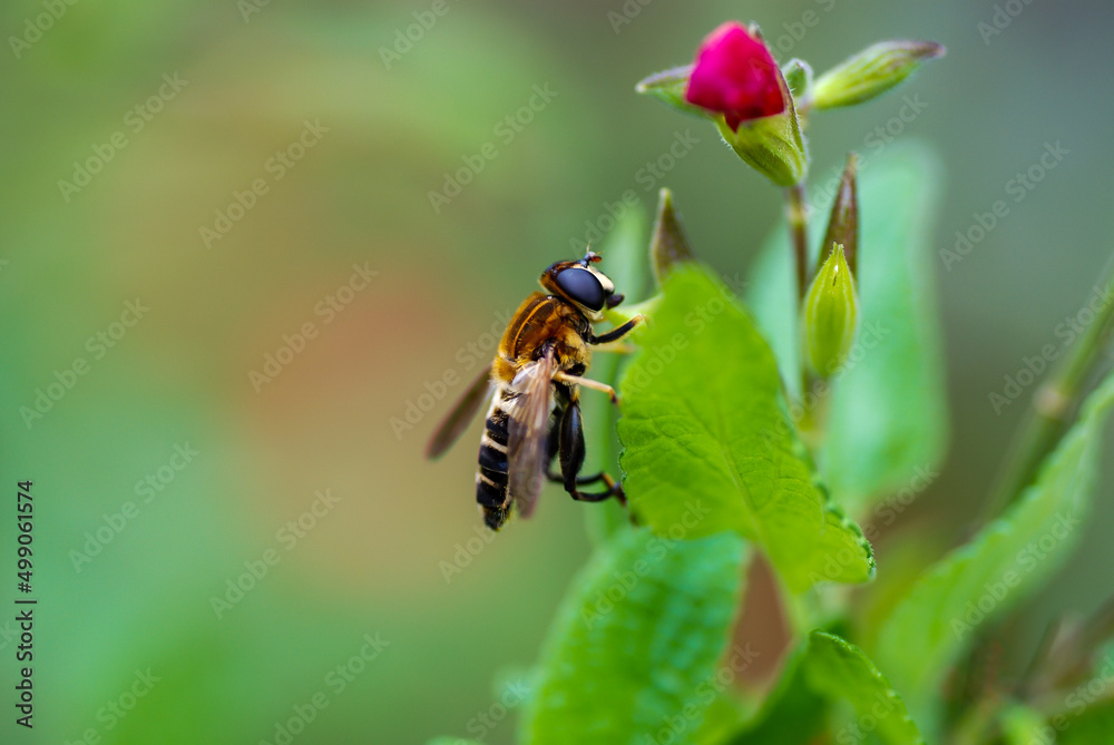 hoverfly on a flower hoverfly on a flower