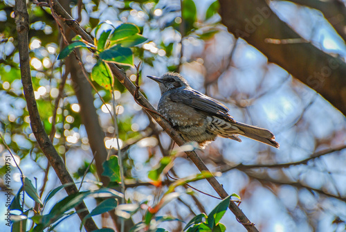 bulbul on a tree