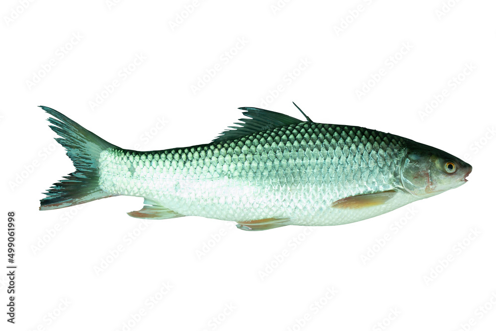 Small Scale Mud Carp or Cirrhina microlepis is freshwater fish isolated on white background included clipping path. Small Scale Mud Carp or Cirrhina microlepis is freshwater fish isolated on white background included clipping path.