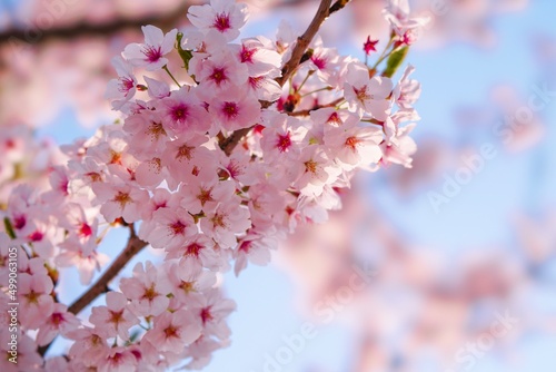 벚꽃, 봄, 사쿠라, 벚나무