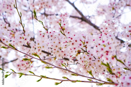 벚꽃, 봄, 사쿠라, 벚나무