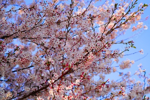 벚꽃, 봄, 사쿠라, 벚나무