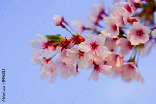 벚꽃, 봄, 사쿠라, 벚나무