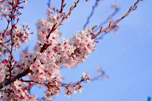 벚꽃, 봄, 사쿠라, 벚나무