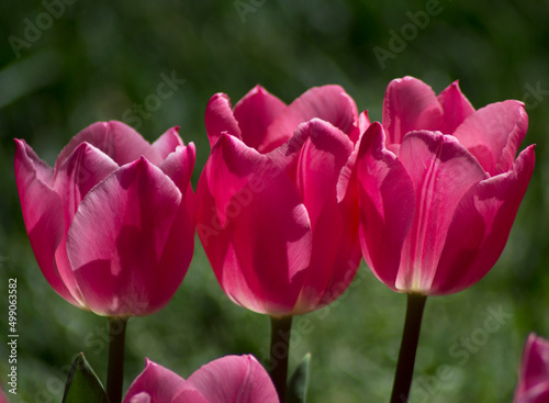 pink tulips in the garden