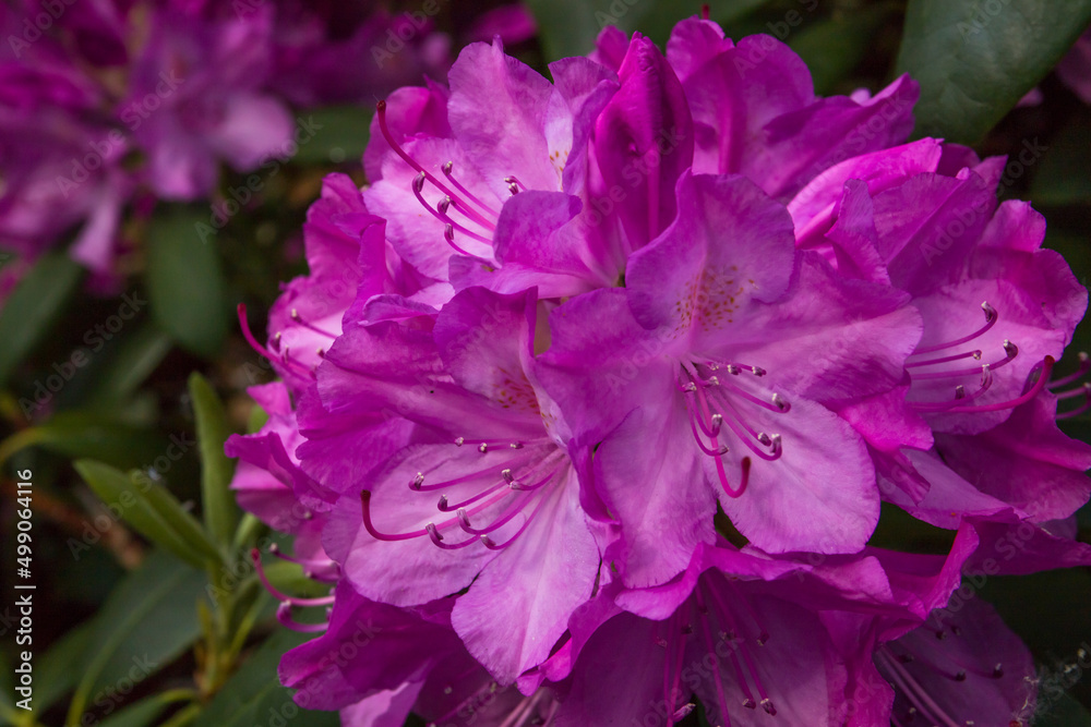 Spring or summer flower composition, still life, minimal style background. Rododendron blossom