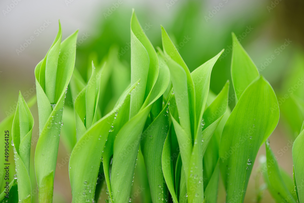 Obraz premium 雨の雫が滴る鈴蘭の芽生え