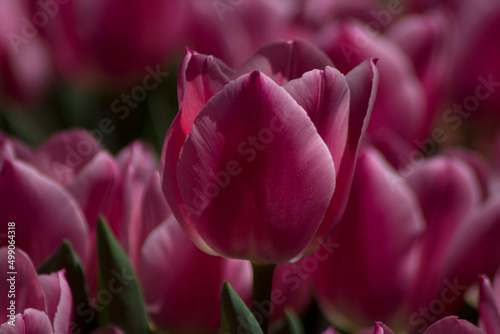 pink tulips in the garden