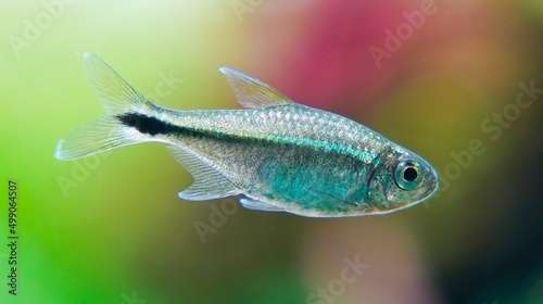Golden Tetra, Gold Tetra, Hemigrammus rodwayi