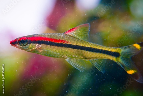 roseline barb, Puntius denisonii