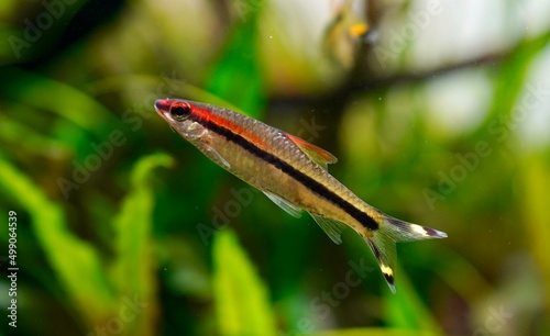 roseline barb, Puntius denisonii