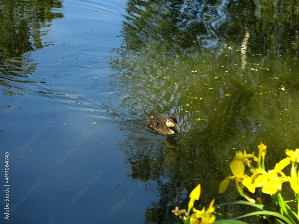 ducks swim in summer in a rural pond in sunny weather ducks swim in summer in a rural pond in sunny weather
