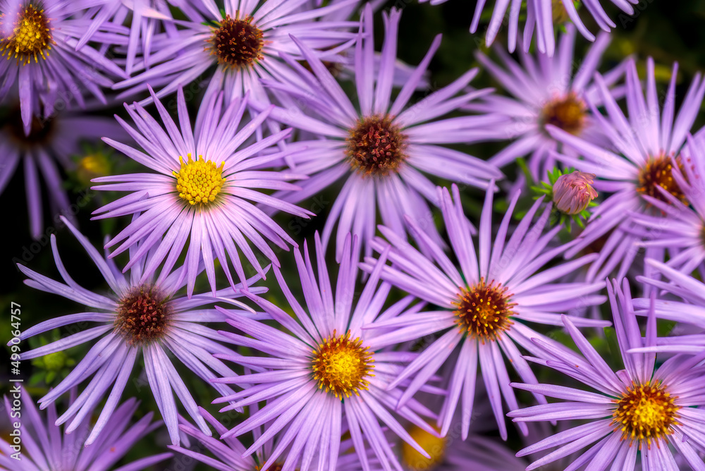 View from above of a coverage of flowers light purple View from above of a coverage of flowers light purple