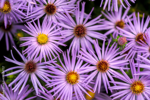 View from above of a coverage of flowers light purple 
