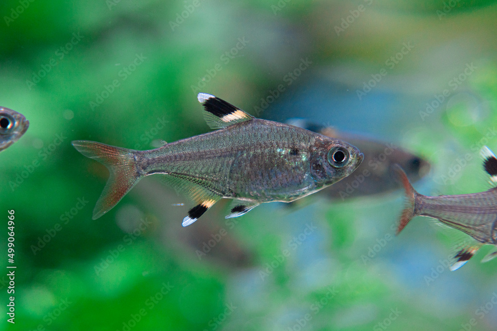 Pristella riddlei, Pristella maxillaris Pristella riddlei, Pristella maxillaris