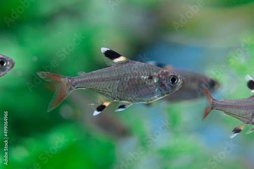 Pristella riddlei, Pristella maxillaris