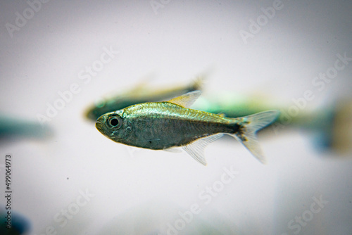 Golden Tetra, Gold Tetra, Hemigrammus rodwayi