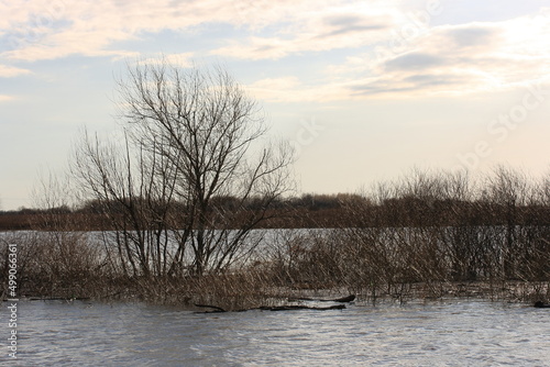 Wallpaper Mural Trees and bushes in the water of the river during the spring flood Torontodigital.ca