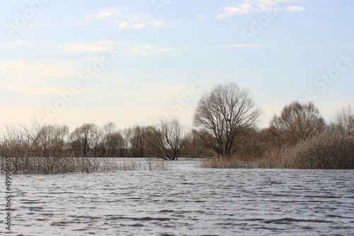 Trees and bushes in the water of the river during the spring flood