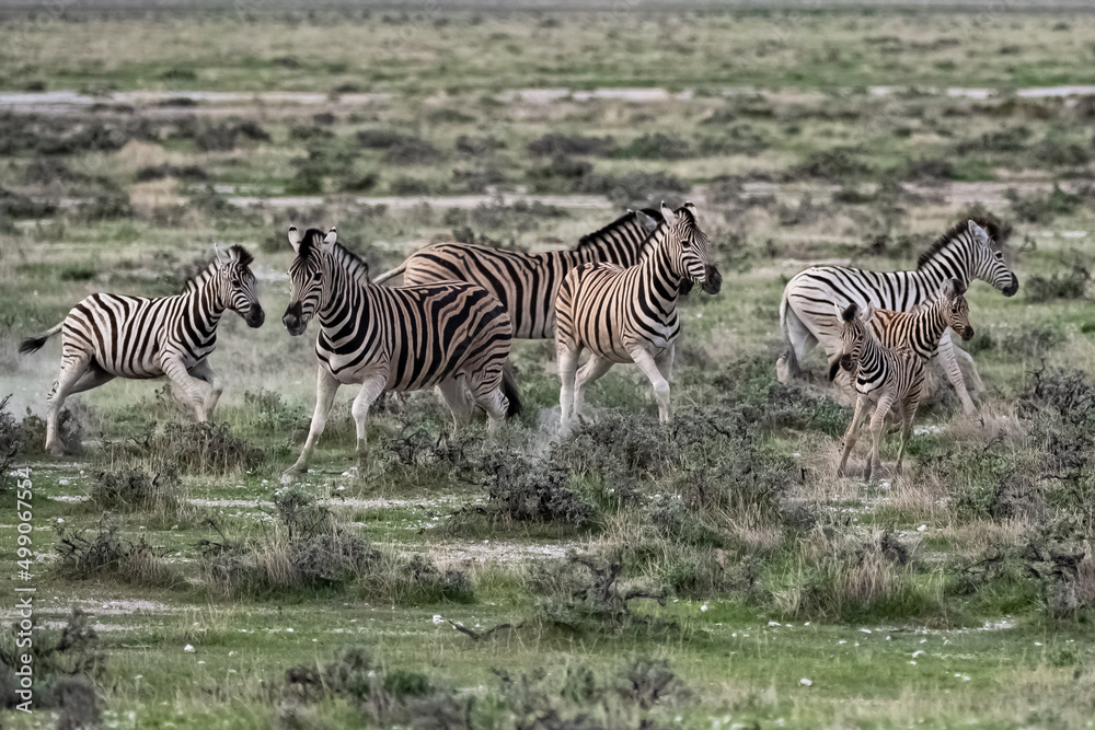 Naklejka premium zebras running in the bush in Namibia