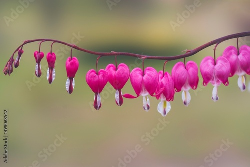 Lamprocapnos, Dicentra spectabilis, Fumariaceae