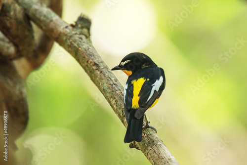 The Yellow-rumped Flycatcher on a branch © Sarin