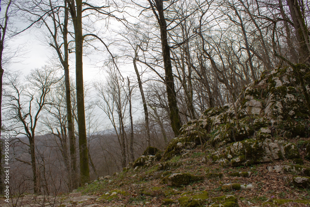 Spring forest of the Caucasus. Trees without leaves. Stones. Hills.