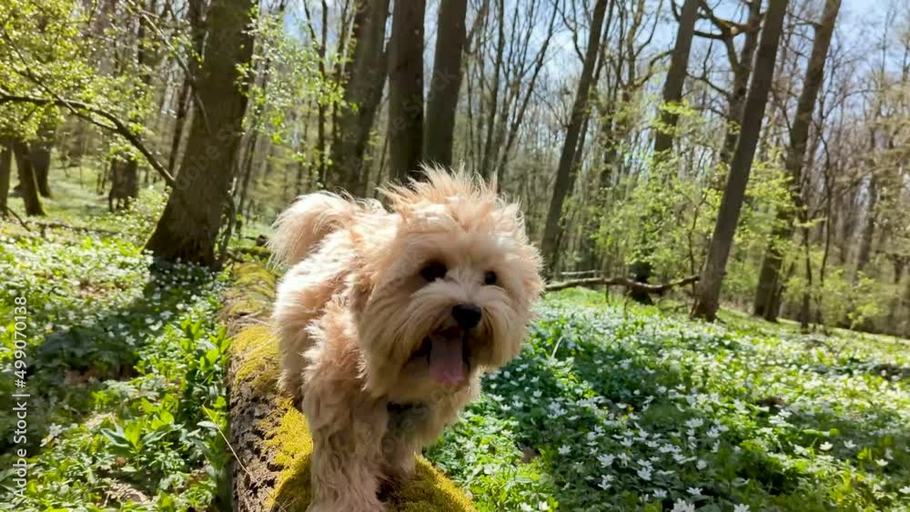 Süße kleine Hunde Havaneser haben Spaß beim spazieren im Wald bei Sonne