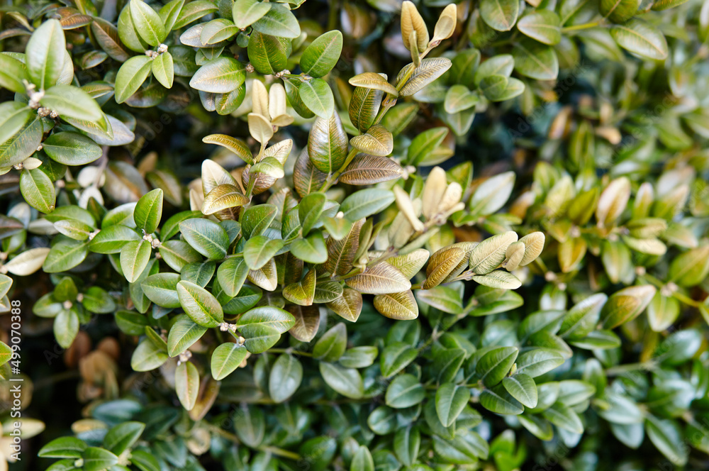 Close-up of evergreen bush boxwood in the garden. Boxwood wall in natural conditions. Family name Buxaceae, Scientific name Buxus. Selective focus with shallow depth of field