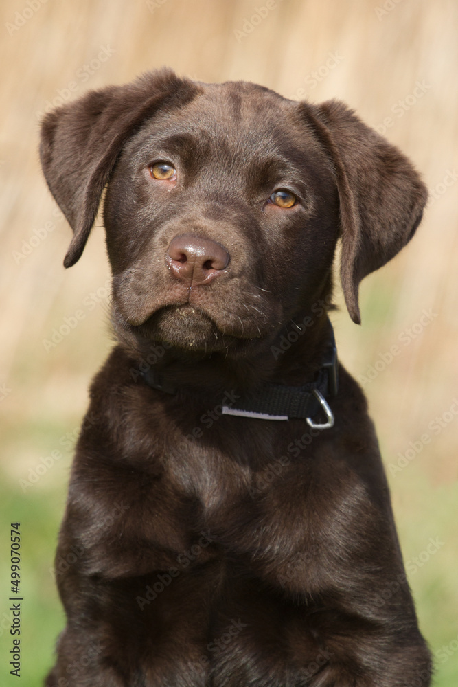 Portrait of a labrador puppy