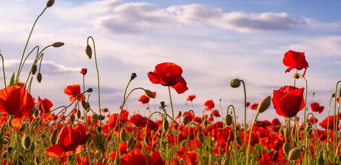 Anzac Day memorial poppies. Field of red poppy flowers to honour fallen veterans soldiers in battle of Anzac armistice day. Wildflowers blooming poppy field landscape. Meadow with flowers.