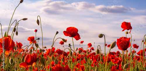Anzac Day memorial poppies. Field of red poppy flowers to honour fallen veterans soldiers in battle of Anzac armistice day. Wildflowers blooming poppy field landscape. Meadow with flowers. photo