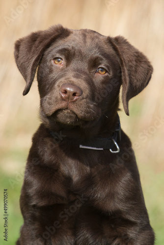 Portrait of a labrador puppy