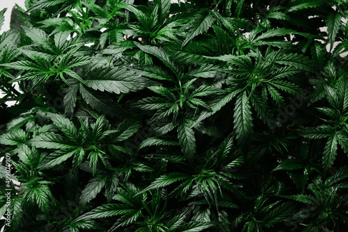 Fototapeta Naklejka Na Ścianę i Meble -  Cannabis CBD plant close up. Layout of fresh marijuana leaves, blooming bush background, top view, flat lay. Hemp recreation, legalization concept.