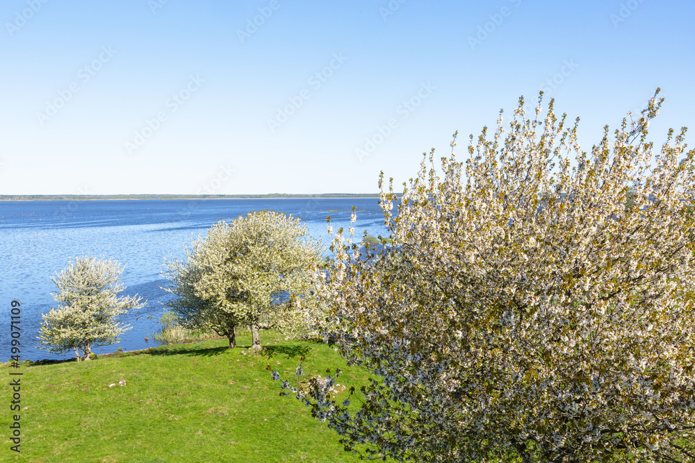 Flowering fruit trees in the meadow by a lake