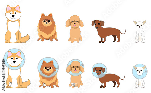 A collection of various dogs with Elizabethan collar