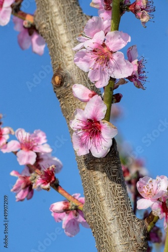 Pink blossom in spring