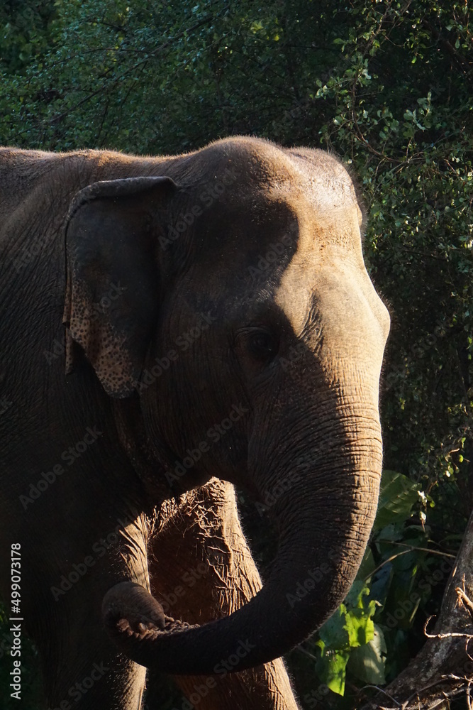 Fototapeta premium asian elephant closeup