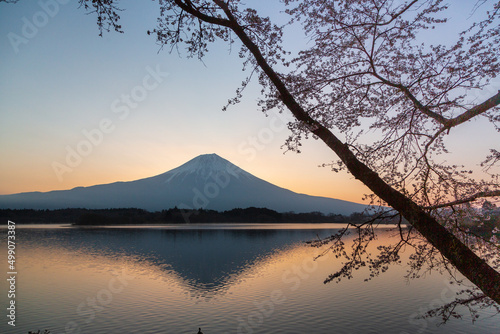夜明けの田貫湖から桜と富士山 © Umibozze