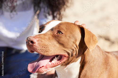 I woof my human a whole lot. Shot of a woman spending a day at the beach with her adorable dog.