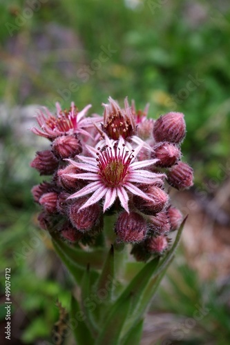 fleurs de montagne