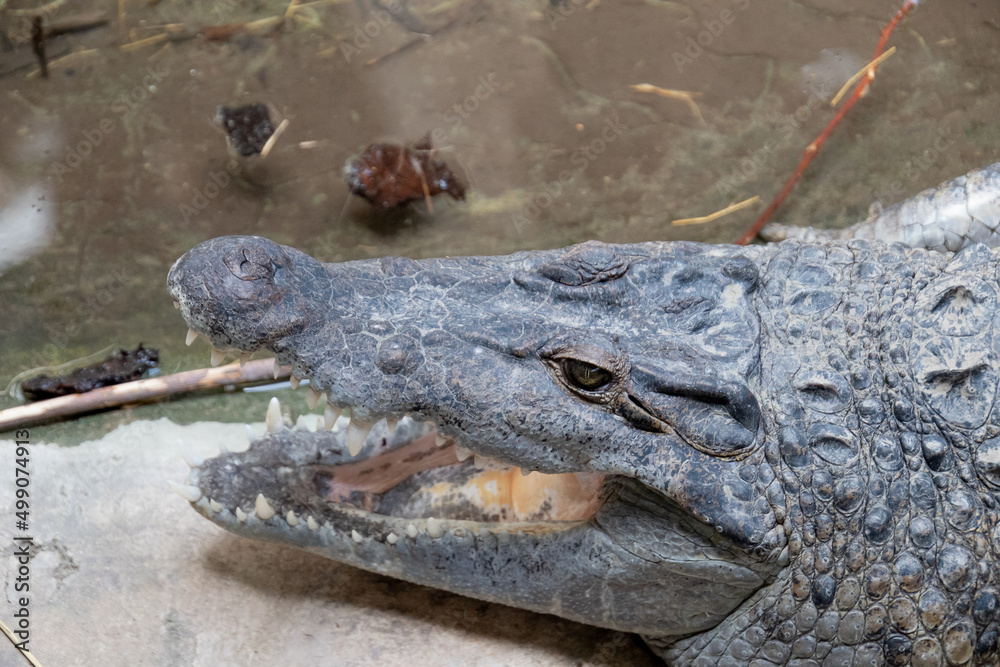 Obraz premium crocodile in the zoo