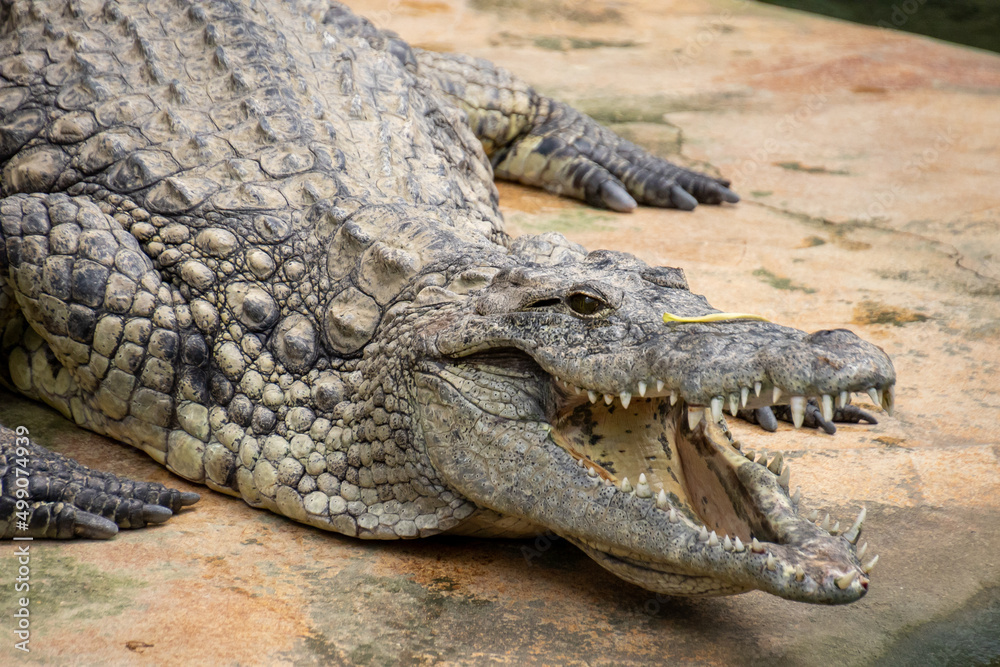 Fototapeta premium crocodile in the zoo