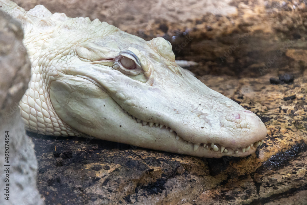 Fototapeta premium portrait of an Albino Mississippi Alligator