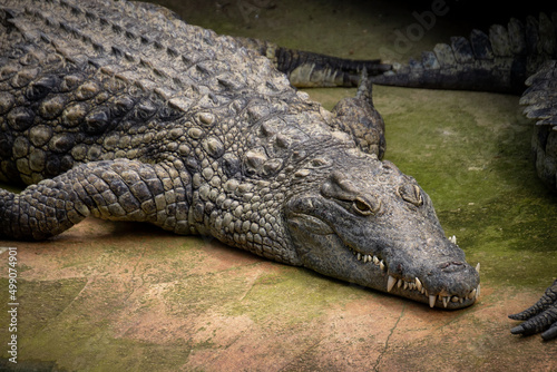 Leinwand Poster crocodile in the zoo