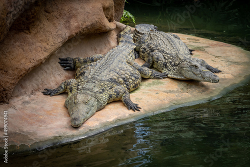 crocodile in the zoo